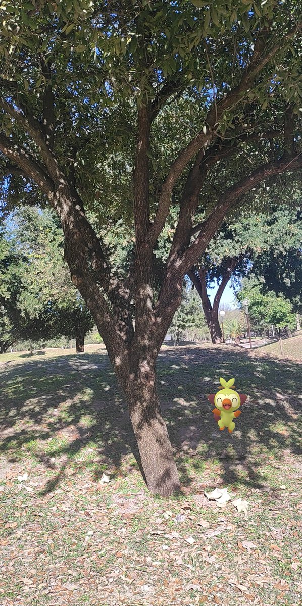 SanchezLyneth's tweet image. 🍌 Jugando pkm go con la gran comunidad de @GoFriendsMty 🫶🏼