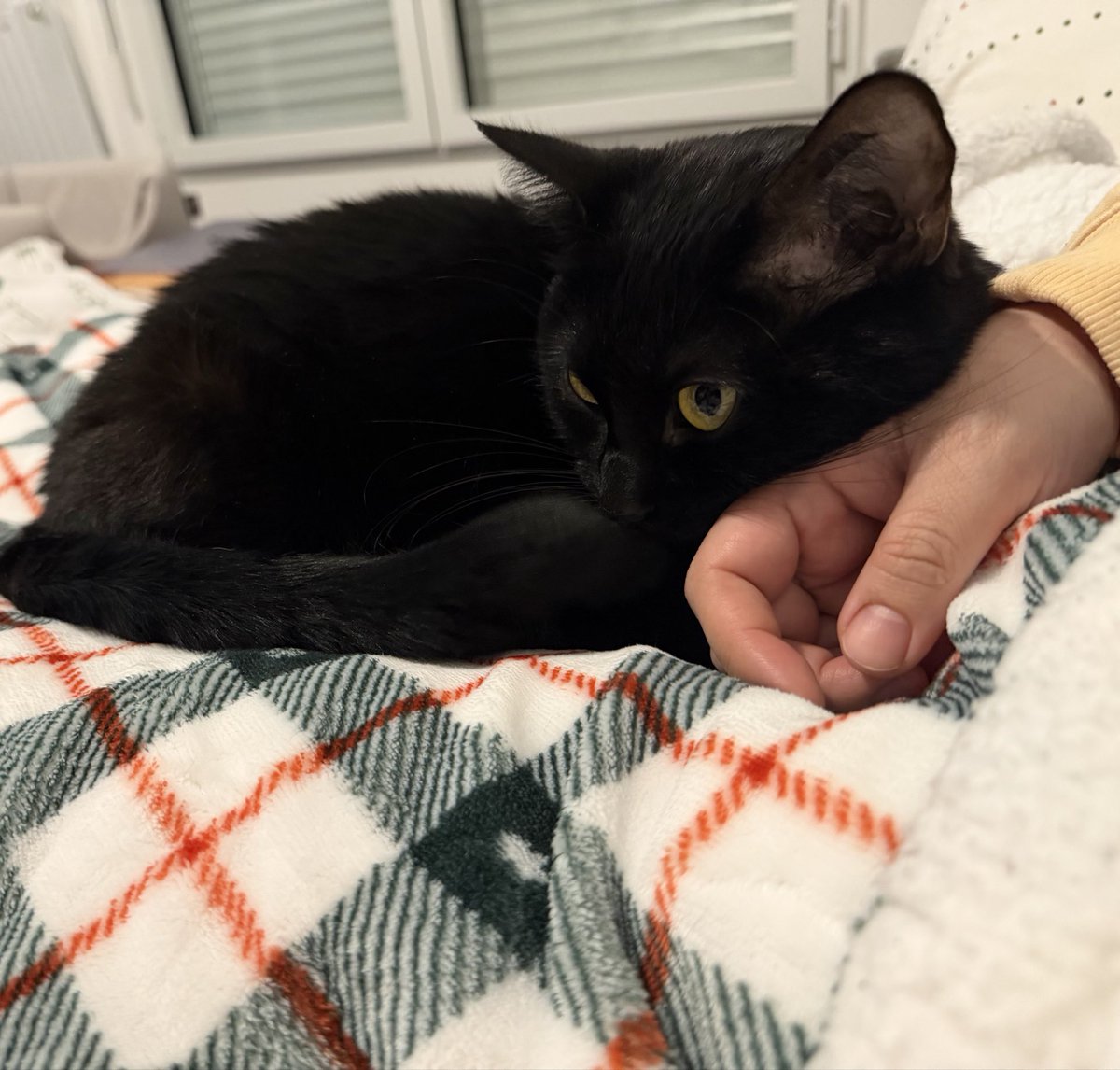 Loreewena's tweet photo. Mon gros bébé https://t.co/o05WF9Yxyq