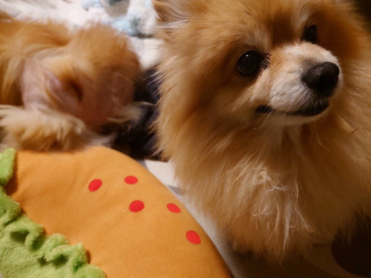 Codacoda2001M's tweet image. おはようございます☺️

本日は月曜日
スタートからねむねむです😓
あとやはり朝は寒いですね

ちいかわの食玩が発売日なのでメイン3人とくりまんじゅうはゲットしたいですね😏
どうぶつの森も再熱しそうな予感です笑

今週もまたーり宜しくお願いします☺️