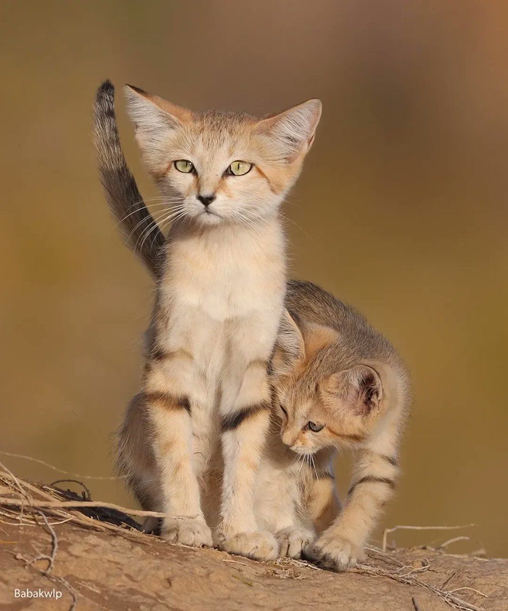 Sand cats