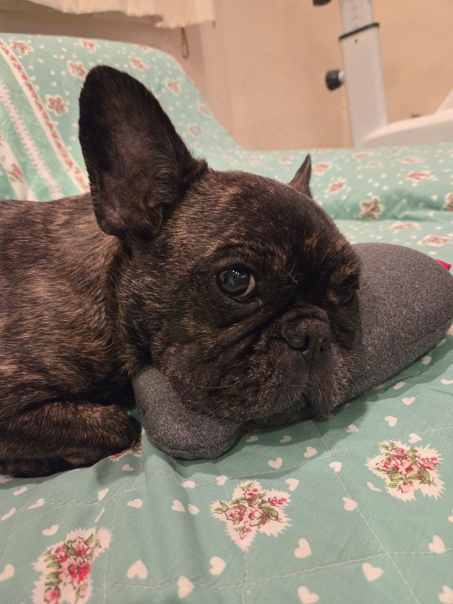 つよし🐶まる (@tsuyoshi39161) / Posts / X