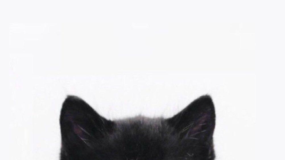 wilmoncats's tweet image. 🐈‍⬛🐈