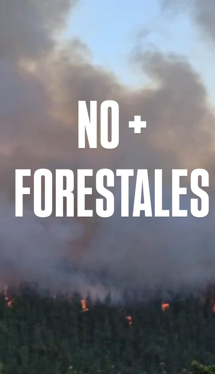 El monocultivo forestal, verdaderos polvorines al aire libre. Otra vez.