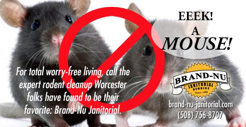 brandnujs's tweet photo. Cleaning up after Mice - Certain mouse species transmit diseases and viruses through their droppings, urine and saliva. Don’t take chances with the health of you or your loved ones. Call the Pro rodent cleanup Worcester folks trust: (508) 756-8707 POST: https://t.co/M4mSDfaeZT https://t.co/Lnmt1CQF9p