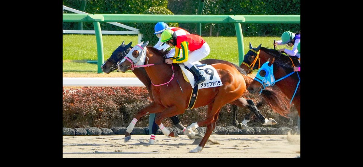 生産馬本年初勝利！

1/17  中山6R  メッエフアパラ　１着🥇

オーナー様、関係者の皆様、おめでとう御座います！

#岩見牧場
#メッエフアパラ
#エスポワールシチー
#中山競馬場 
#息子の誕生日