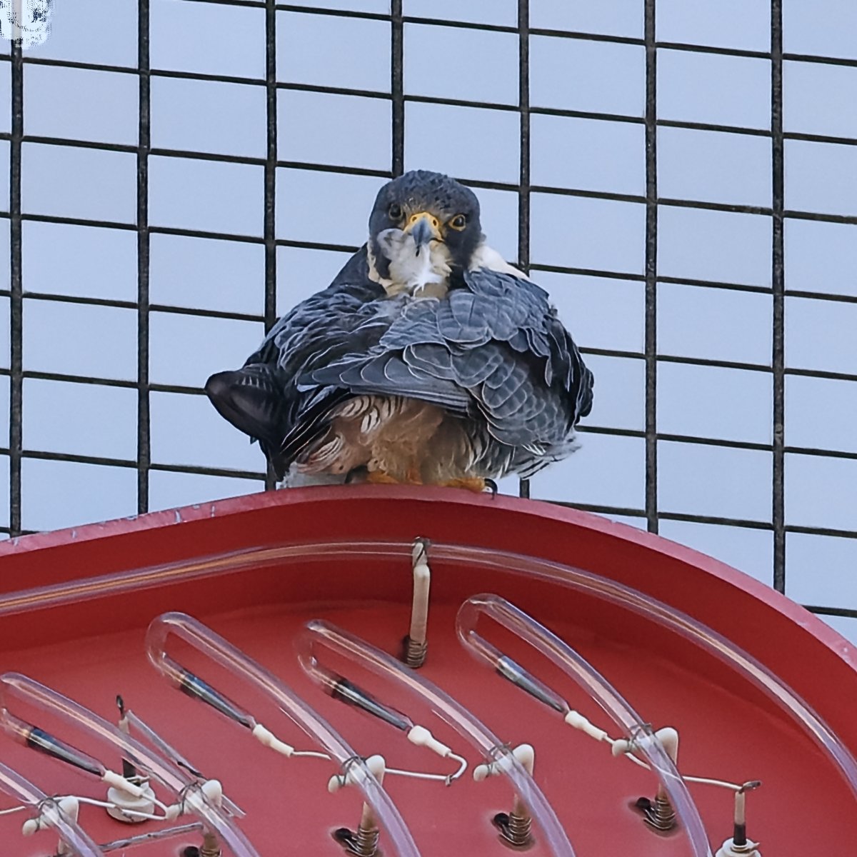 約70m先から感じる視線。 #ハヤブサ ▽野鳥写真図鑑「ハヤブサ