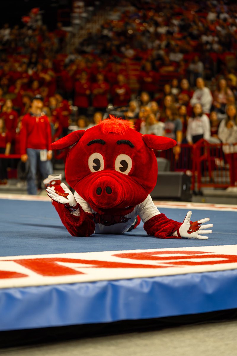 HogsPlus's tweet image. BACK in Bud 🤸