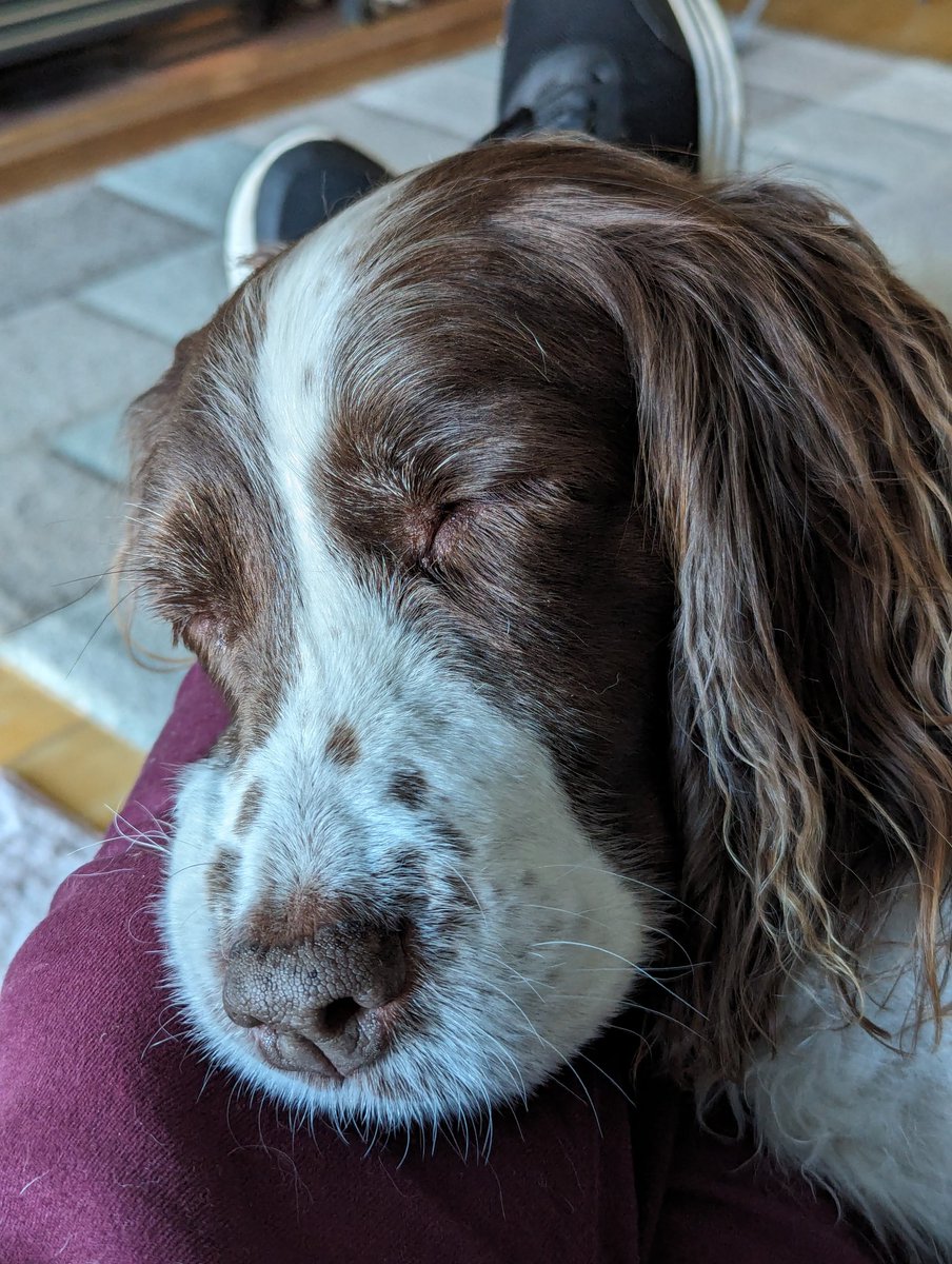 Molly Moo 😍😍🐾