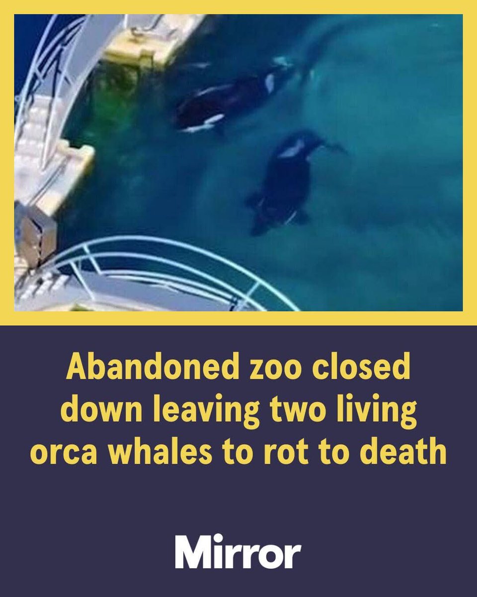 domdyer70's tweet image. The final two orcas in captivity in France could be destined to perish due to governmental inaction regarding their deserted marine park, activists have warned.

Wikie and her son Keijo are the last killer whalesresiding in France and have been left to swim in their desolate,…