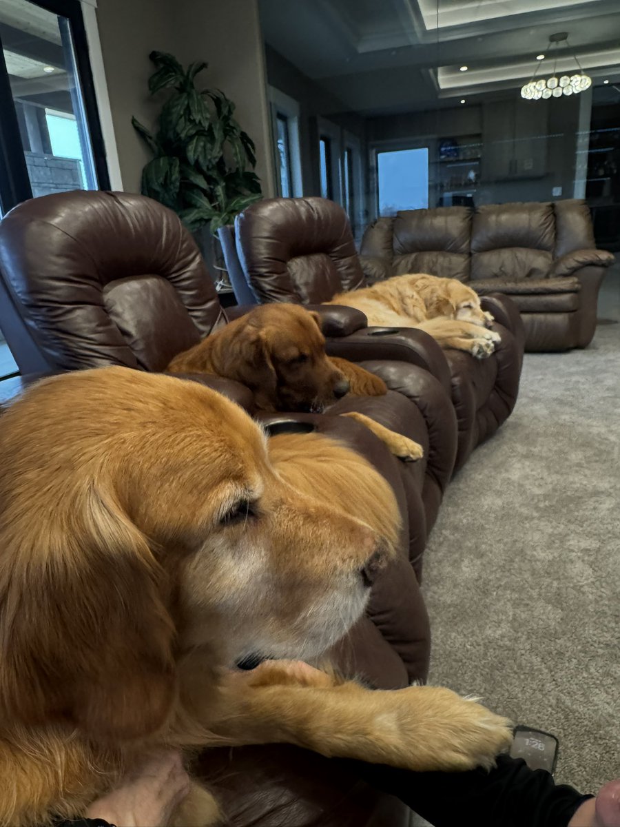 The boys are all lined up to watch football with Dad! 🏈❤️😍🥰🐾🐾🐾