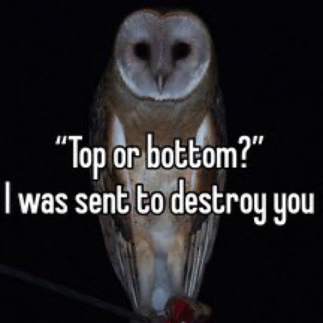 OwlGizmo's tweet image. 