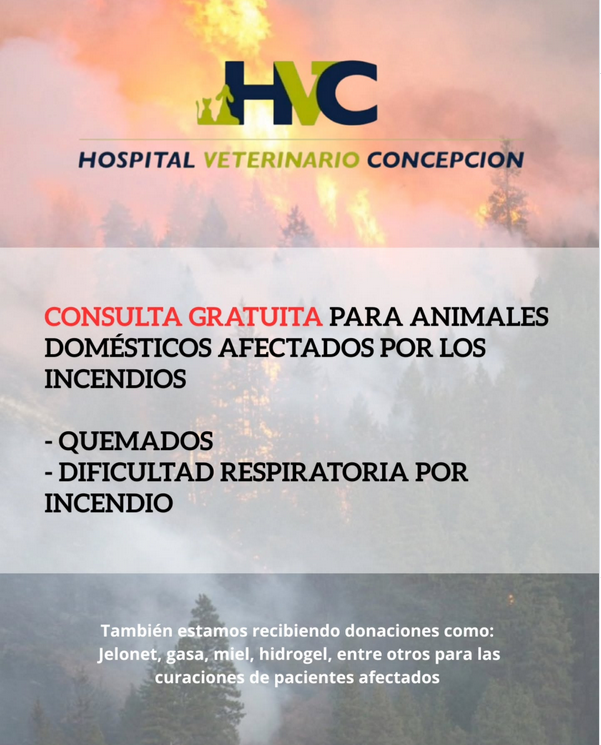 FCordovaE's tweet photo. Acá tres clínicas veterinarias del Gran #Concepción que están atendiendo GRATIS animales heridos en el incendio. Se necesitan donaciones de jelonet, gasa, suero, MIEL, hidrogel. También fundación Ñacurutú pide aportes para ayuda de animales silvestres. /RT https://t.co/OGebfEpjtS