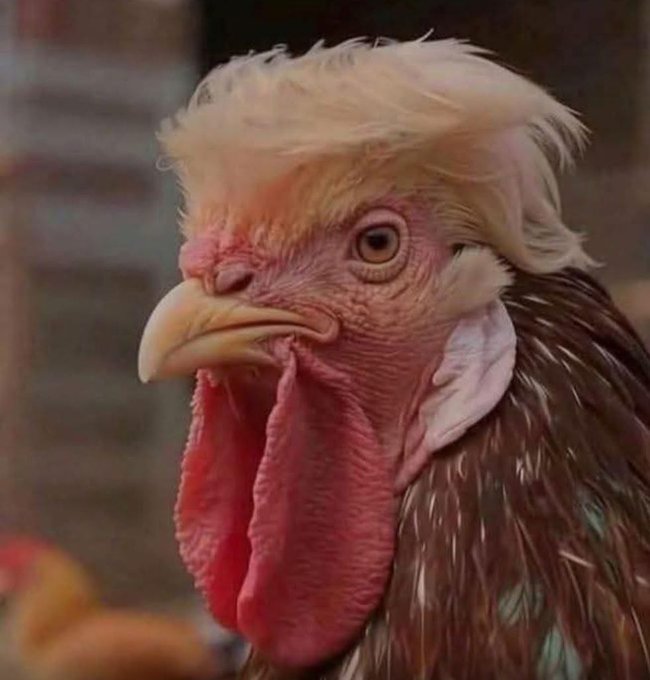 ACHTÜNG!!!      

The dumber they are . .. . .. the harder they fall!!!    

ARREST &amp; IMPEACH this reckless, feckless, incompetent Orange Criminal Jesus Clownfolk Fvcktard Grift!!!      

ACCOUNTABILITY!!!      

FINALLY!!!      

*** RISE ***