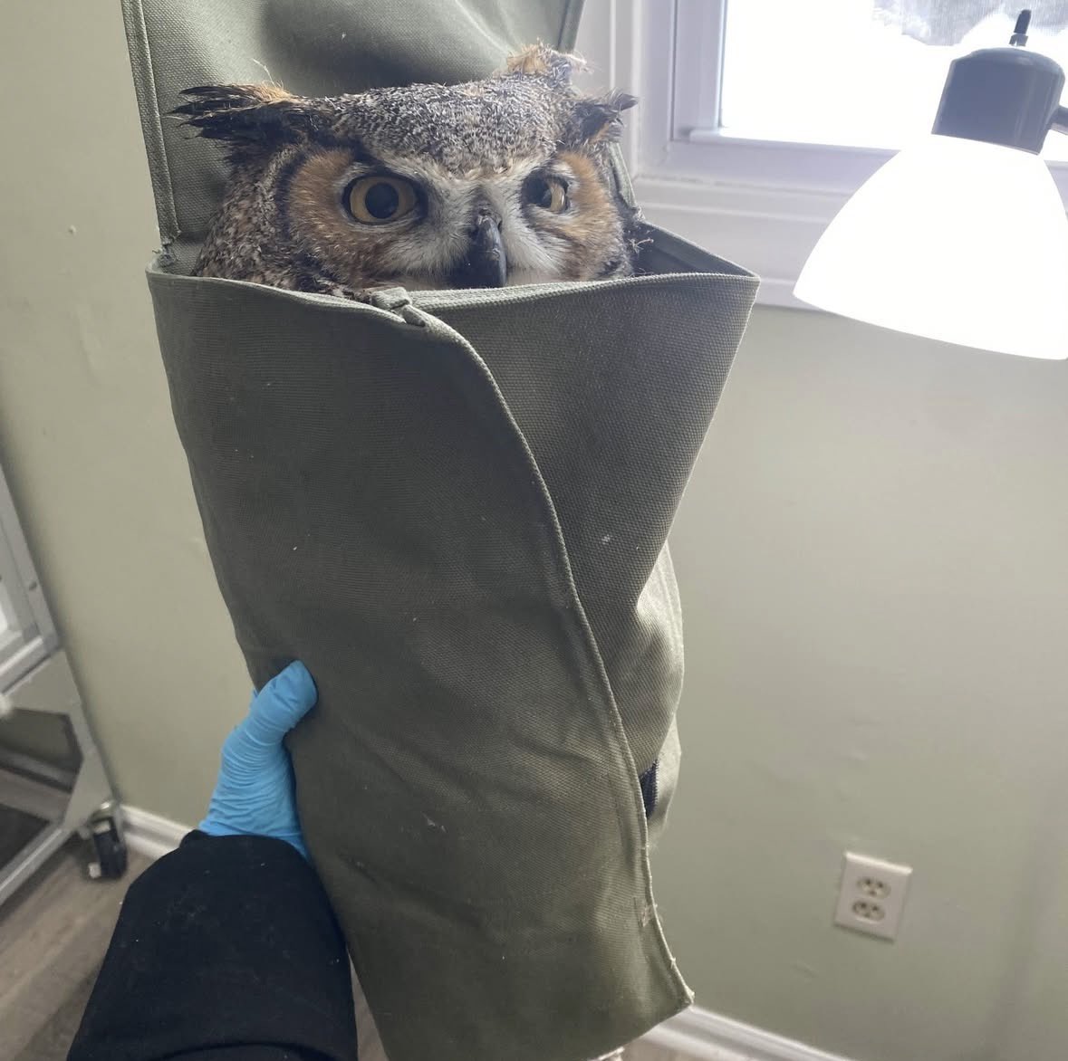 SavosAndSavos's tweet image. Wrapping my evil son in his evil prison