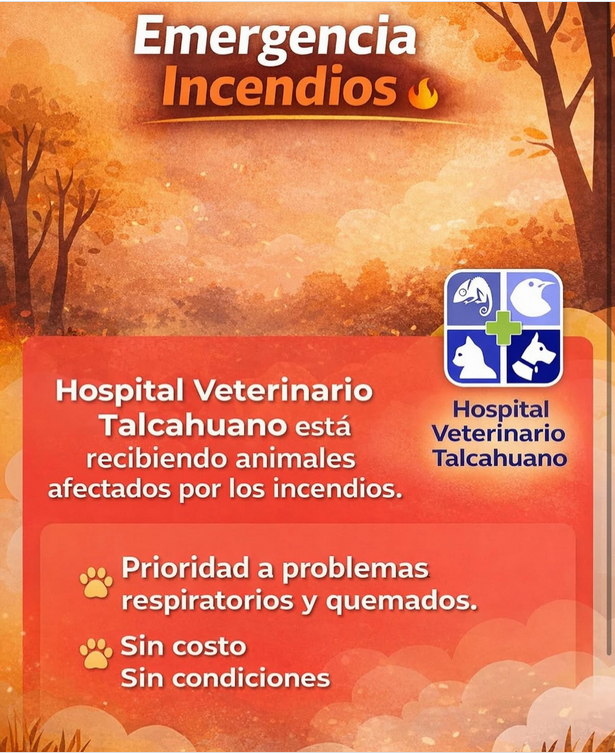 FCordovaE's tweet photo. Acá tres clínicas veterinarias del Gran #Concepción que están atendiendo GRATIS animales heridos en el incendio. Se necesitan donaciones de jelonet, gasa, suero, MIEL, hidrogel. También fundación Ñacurutú pide aportes para ayuda de animales silvestres. /RT https://t.co/OGebfEpjtS
