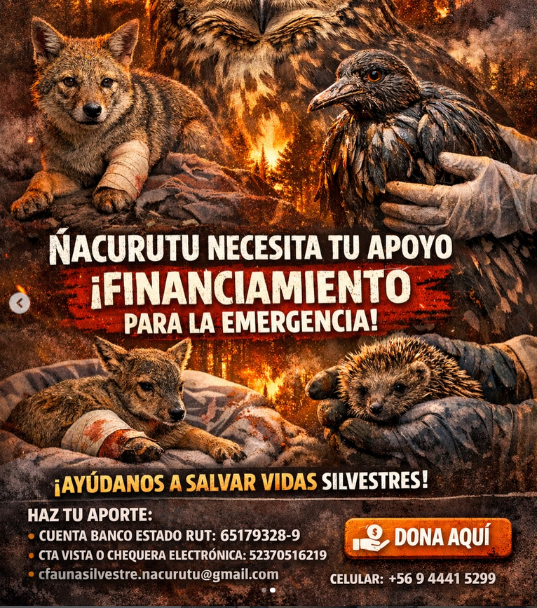FCordovaE's tweet photo. Acá tres clínicas veterinarias del Gran #Concepción que están atendiendo GRATIS animales heridos en el incendio. Se necesitan donaciones de jelonet, gasa, suero, MIEL, hidrogel. También fundación Ñacurutú pide aportes para ayuda de animales silvestres. /RT https://t.co/OGebfEpjtS