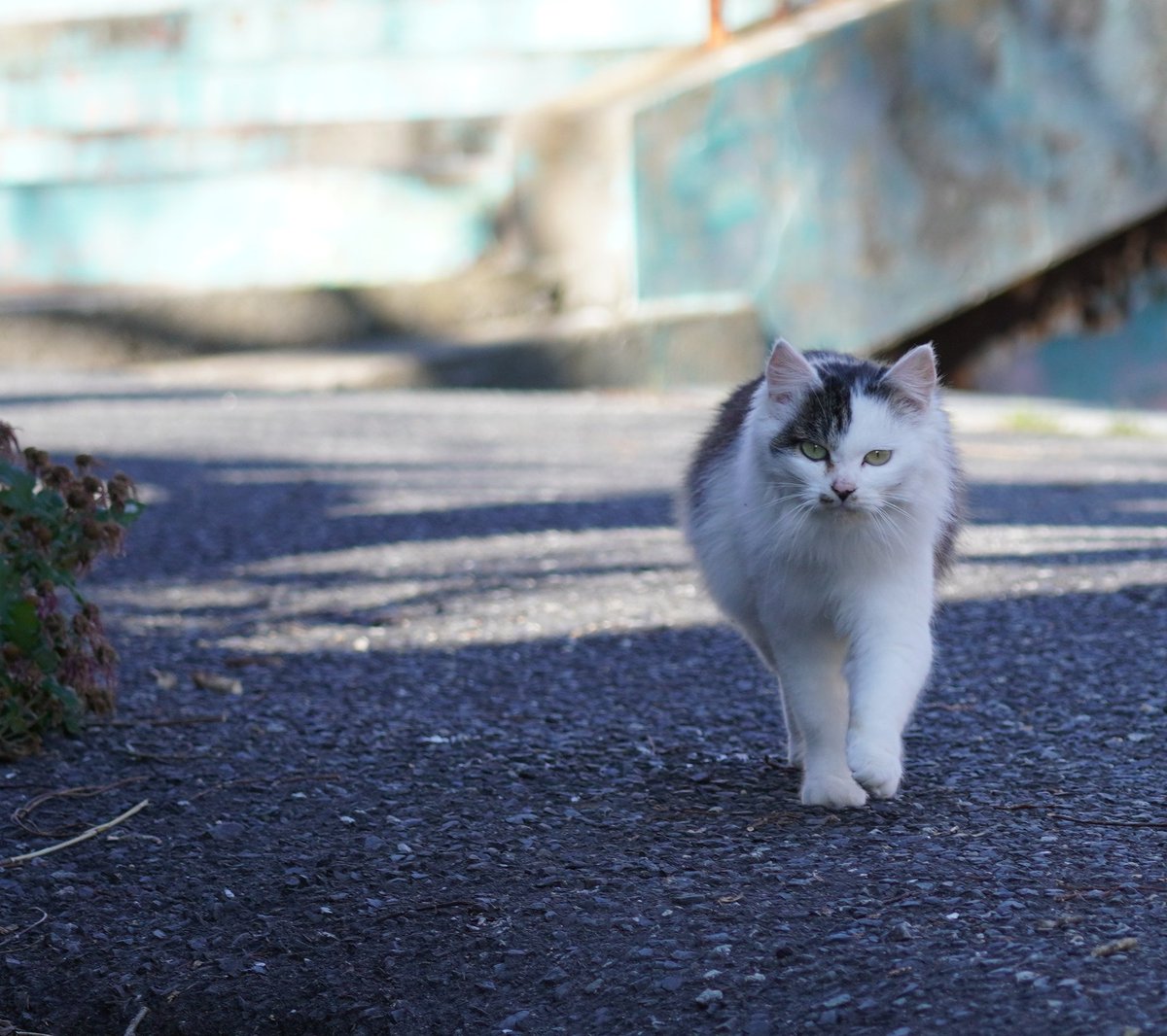 田代島猫散歩2 (@tashiro_shima) / Posts / X