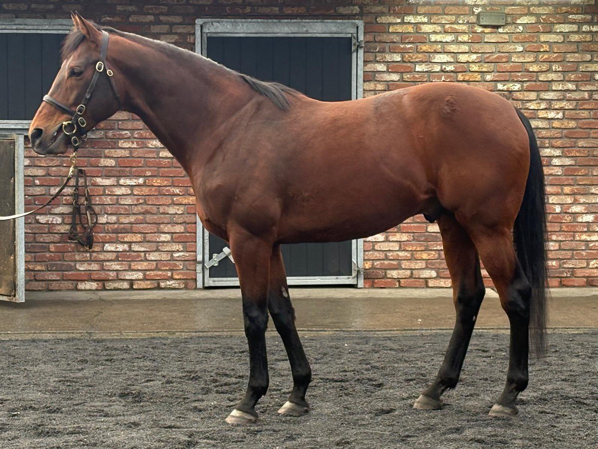 CompasStallions tweet media