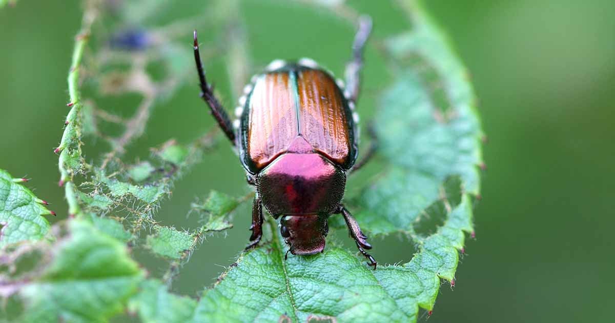 Gardeners_Path_'s tweet image. How to Identify and Control Japanese Beetles - If you live in eastern North America, you've probably encountered Japanese beetles. Learn how to identify and manage these common pests on Gardener's Path. #gardening #gardeningtips #pests gardenerspath.com/how-to/disease…