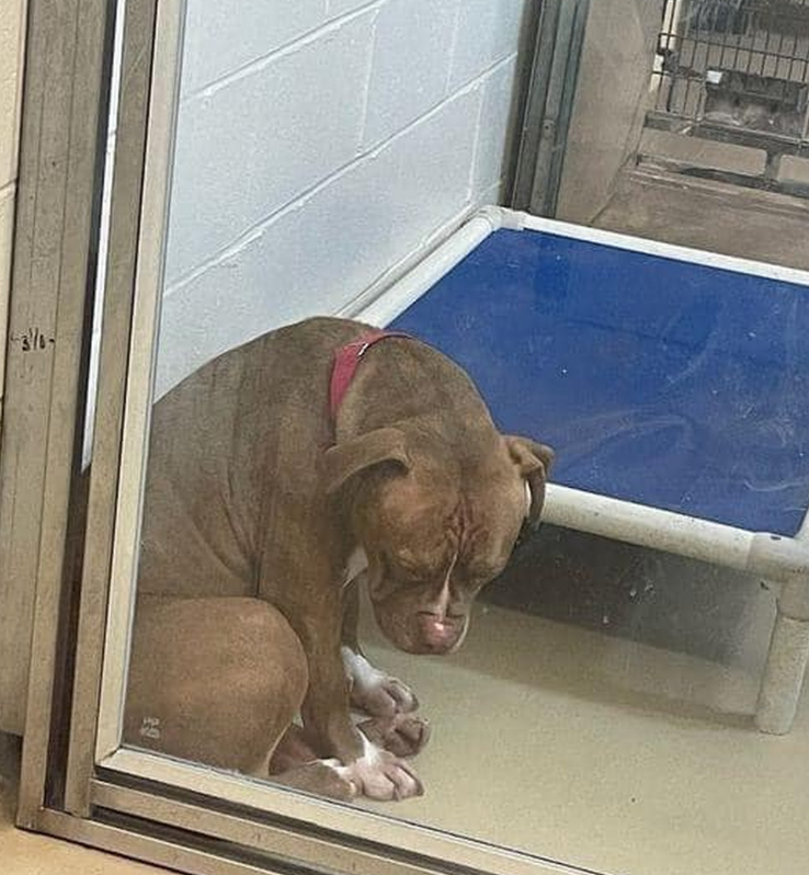BestinDogs's tweet image. You ever see a picture that just breaks you? This one did.

In one of the kennels, there was this big, strong pit bull… just sitting in the corner. Not barking. Not sleeping. Just staring at the floor like he didn’t exist.

His name is Rocky. He’s only 3.

Turns out he’s been…