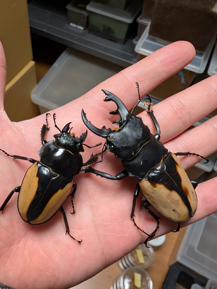 カブクワオタク カブクワオタク カブクワオタク カブトクワガタ【公式