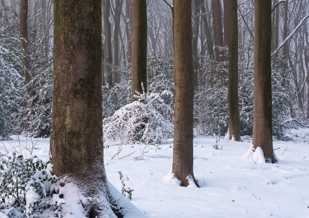 albertdrosphoto's tweet photo. Trees during a snowy winter season in the Netherlands https://t.co/Nzhe9LdJUO
