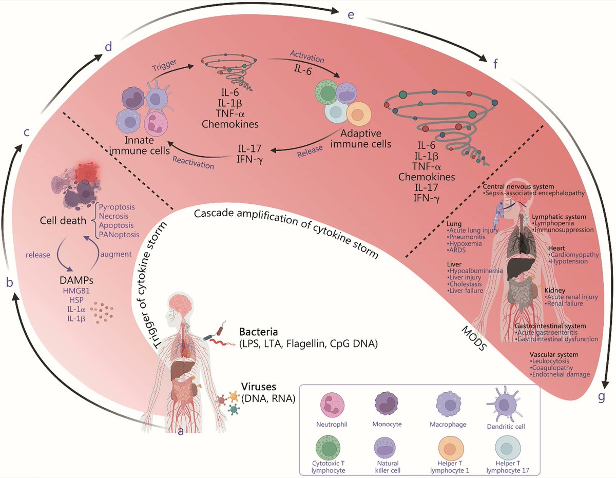 The “cytokine storm” in infection and sepsis: win the battle but lose the war

CCR Journal Watch 
criticalcarereviews.com/latest-evidenc…