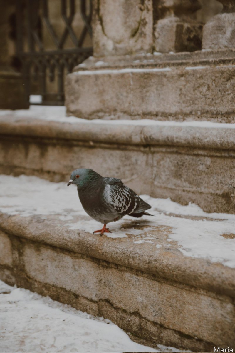 mmmariap_0's tweet image. Tweet
#CzechRepublic 

Baby, it's cold outside κλπ κλπ