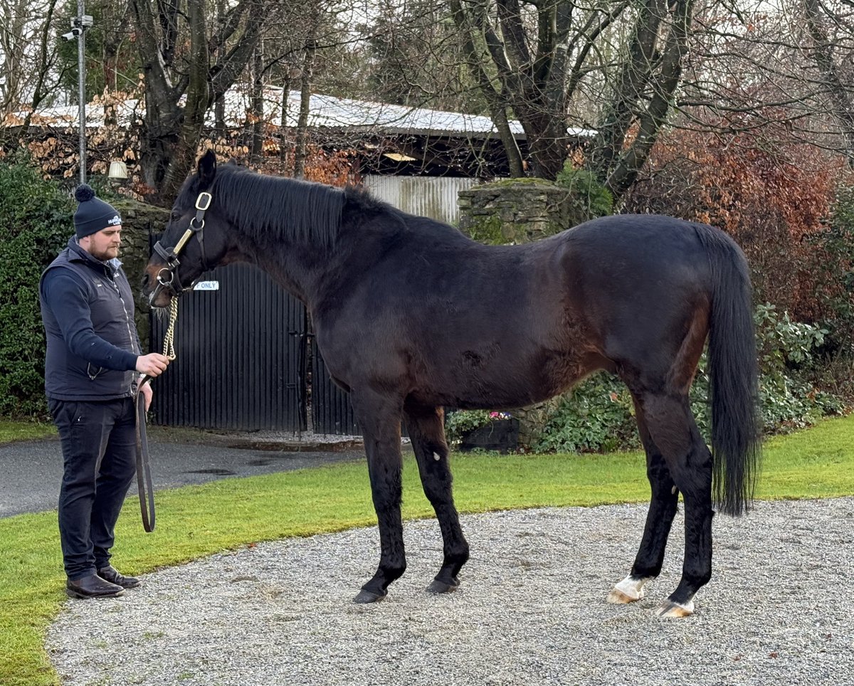 Mel Smith Bloodstock tweet media