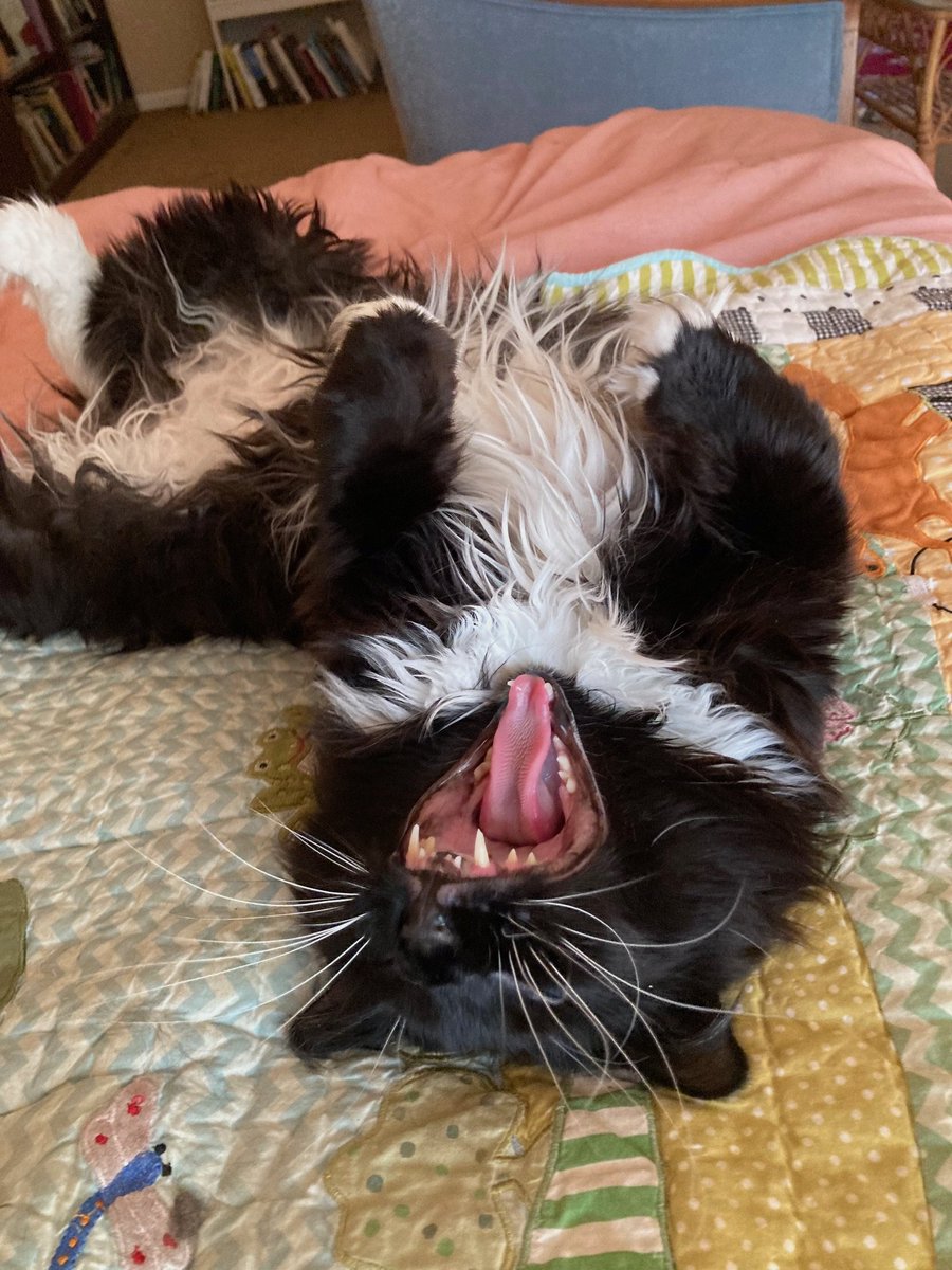 Zanche is SO HAPPY that as a VolCel ("voluntary celibate") she eluded having litters of kittens that would, by now, number in the thousands; she has never had to "nurse" any young-uns; she has never had to flatter a silly Tom Cat, &amp; avoid hurting Tom Cat's fragile ego; best, she