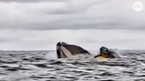 Katauroraaa's tweet image. Today in: Venezuelans in unlikely places

One was swalloed by a whale
One has become a warlord in Suwayda💀
One is Svalbard just vibing
And another one married the princess of Liechtenstein