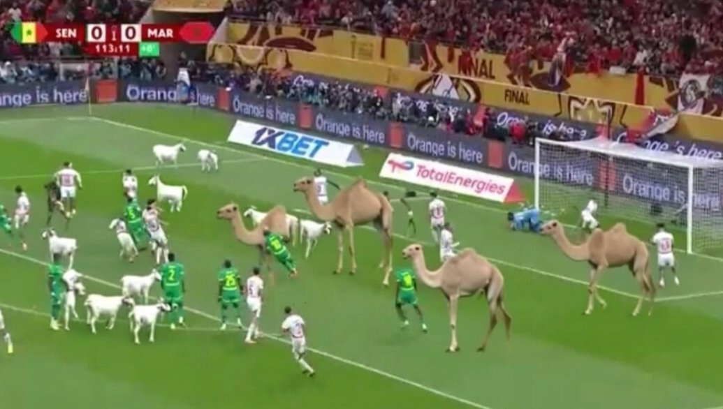 Cerfiakoff's tweet photo. ALERTE INFO 🚨 ⚽️ #CAN2025 #MARSEN 

Le Maroc envoie des dromadaires et des chèvres sur le terrain pour remplacer les joueurs sénégalais partis bouder dans les vestiaires https://t.co/wjIN2wacFk