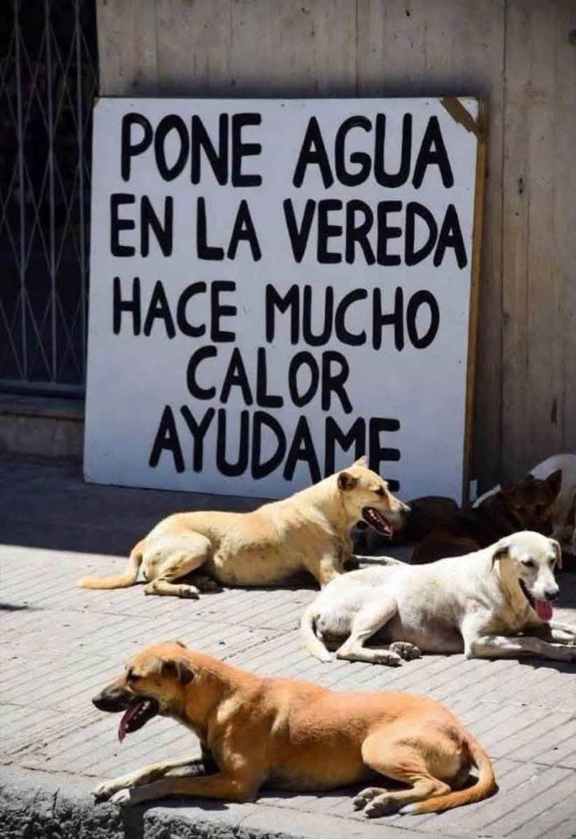 Pongan agua en las veredas por favor 🙏🚰💧