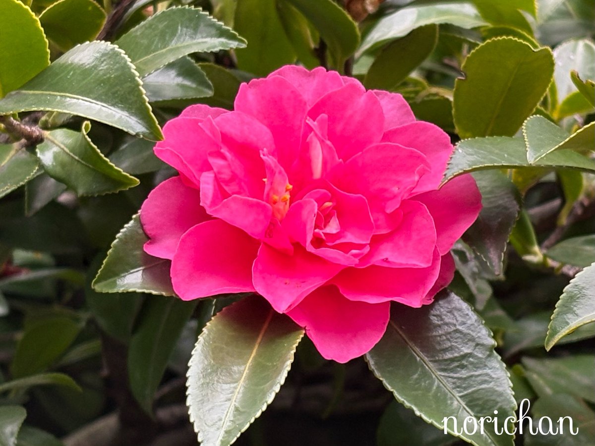 のりちゃん のりちゃん のりちゃん のりちゃん のりちゃん 6種類 ルートZX mini