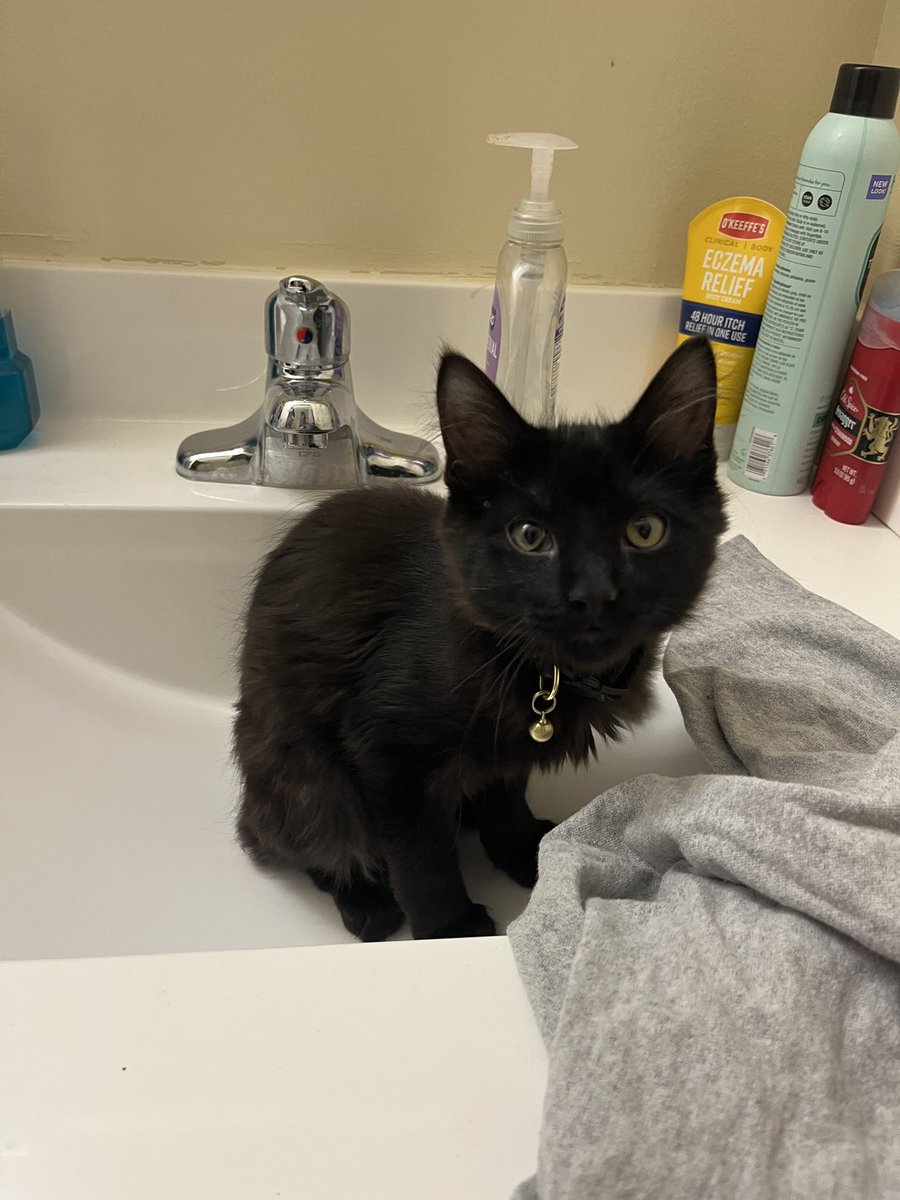 spookyheals's tweet photo. I love my kitty 🖤🐈‍⬛ https://t.co/sVcAWXMb0y