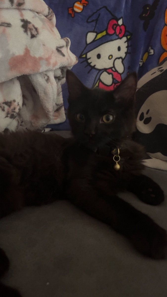 spookyheals's tweet photo. I love my kitty 🖤🐈‍⬛ https://t.co/sVcAWXMb0y