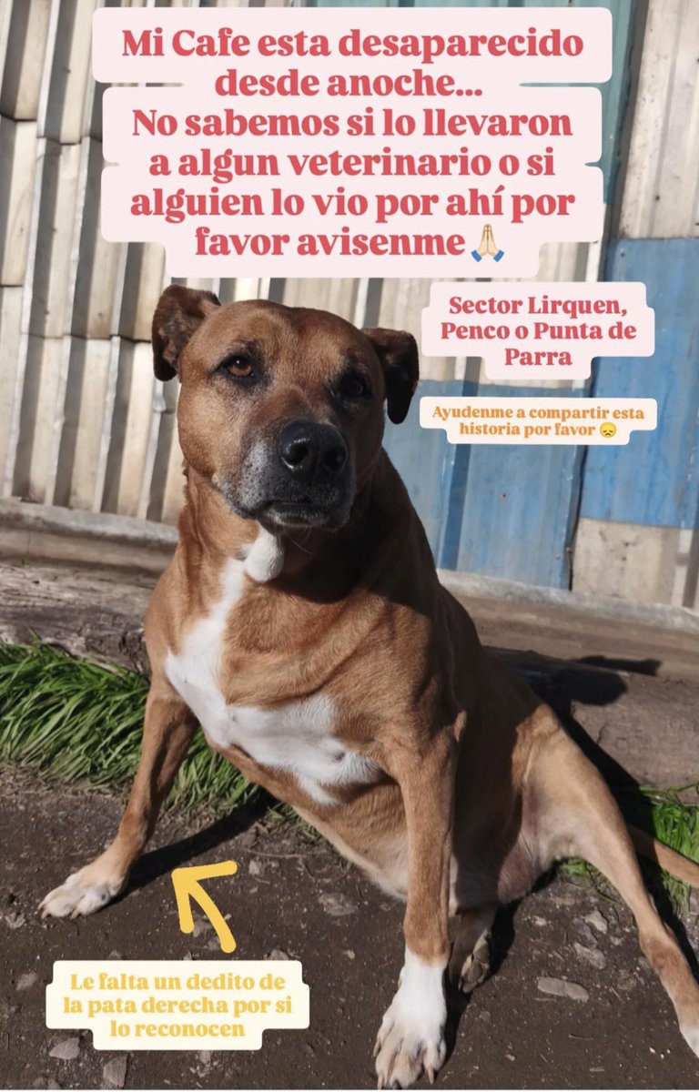 🚨🐶Perrito perdido en sector #Lirquén.

<a href="/carolinapinoc/">Caro 🌲 C.</a> <a href="/PerrosPlazaHuem/">Perras Tuiteras🐾 Barrio Franklin 🇨🇱🐶🐱</a>