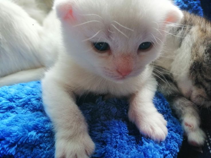 zoreleyes's tweet photo. meowchae https://t.co/ZxZ81Iu5Z2