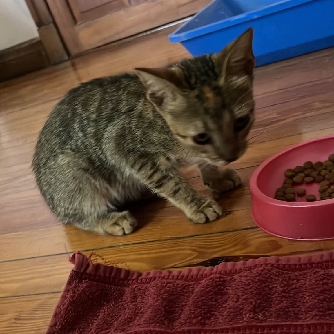 DeGatitos_'s tweet photo. GATITA EN ADOPCION EN CHACARITA
Encontré una gatita en la calle.
La tengo en una habitación vacía con comida, agua, piedras y un almohadoncito mullido. Necesita una familia, no la puedo tener. Por favor difundir. Lucia 1155964961
#GatitosenadopciondefansZONACABA https://t.co/9hQtSQHG0a