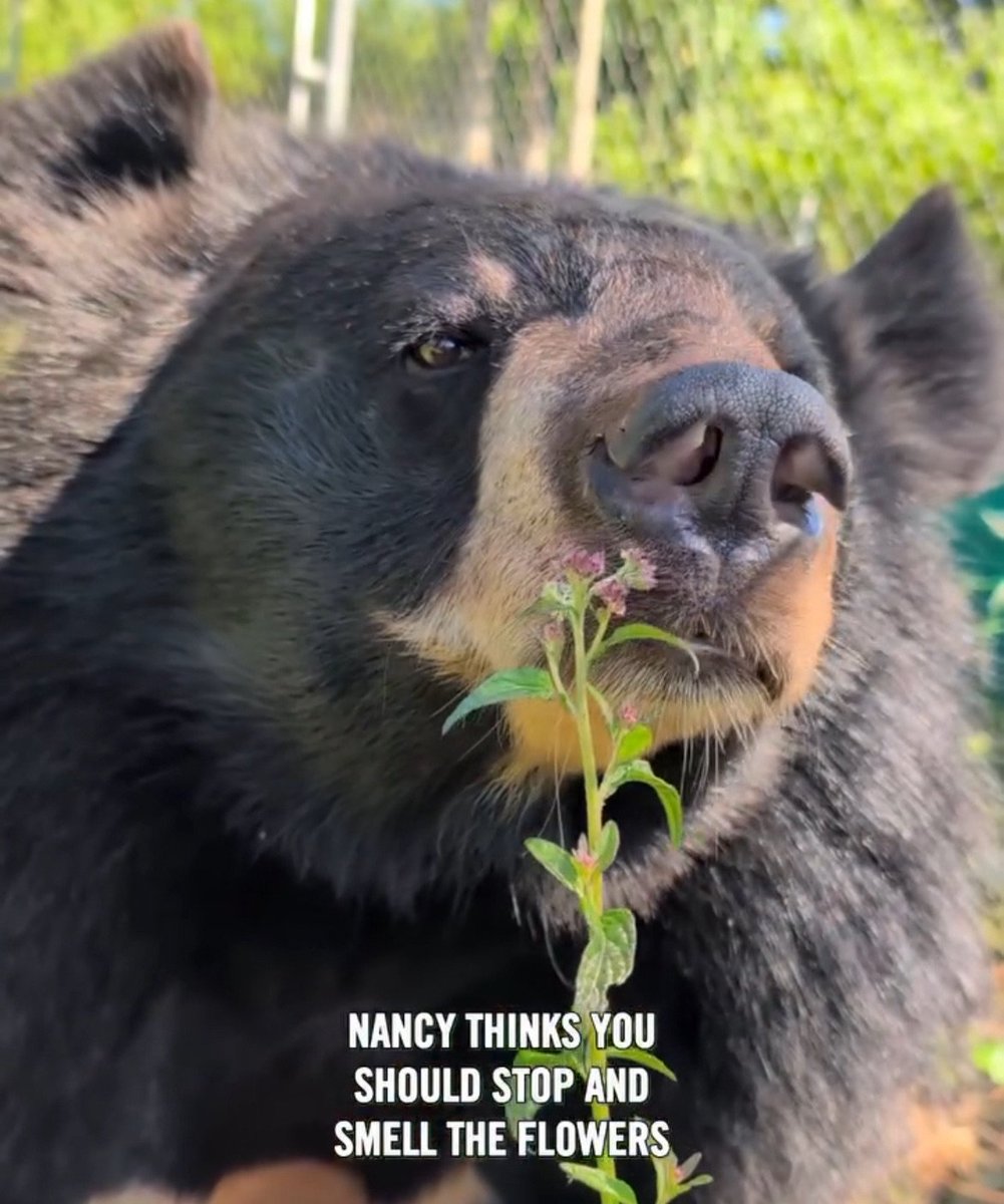 koovven's tweet photo. I don't actually think the bears stupid I know they like to spread their scent or deal with itches https://t.co/btgGwd3QFc