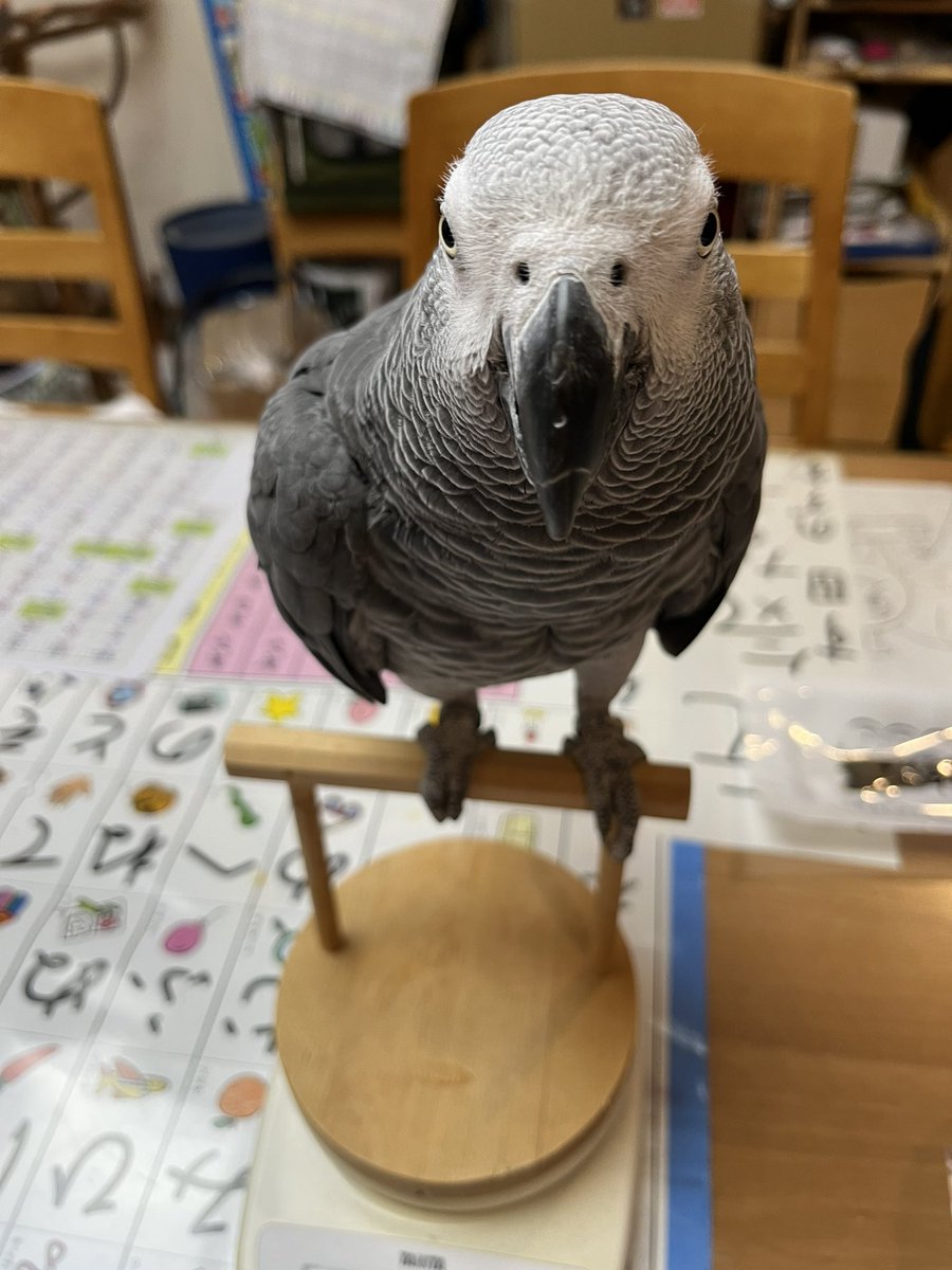 hrnee's tweet image. おはようございます。
#ほんじつのピルスくん 
#ヨウム 
#ヨウムのピルス 495g😊