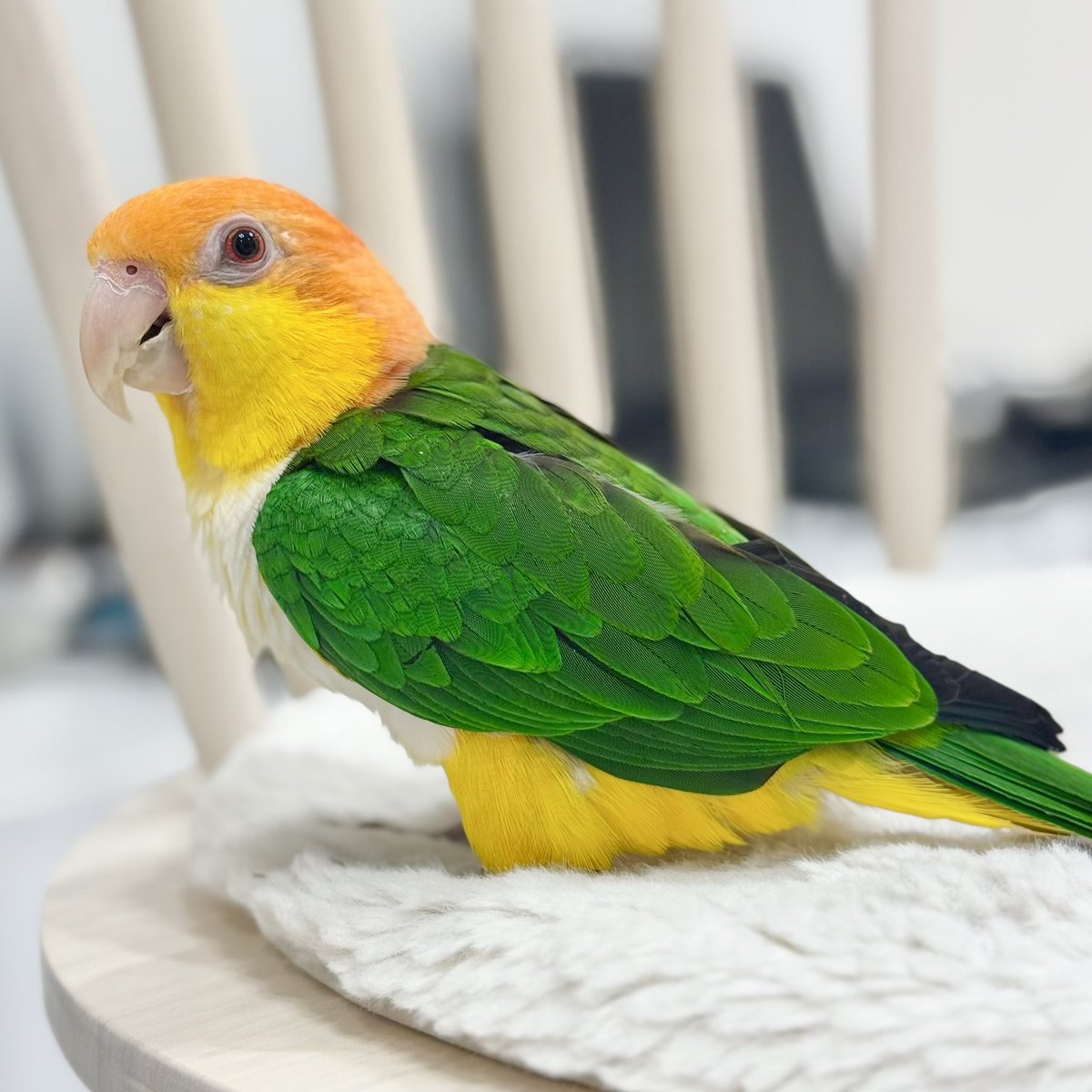 とろちゃん お誕生日おめでとう🎉 とろちゃん130gなのね うちのカイ