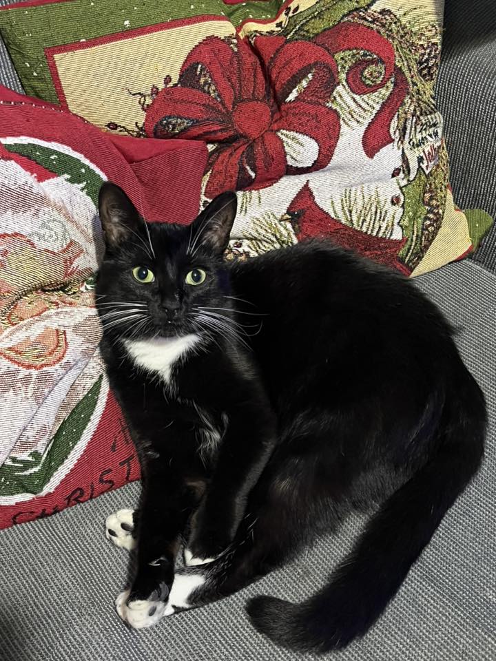 🚨#AVISO #Penco  

Se quemó mi casa en Ríos de Chile y no se nada de mis gatitas

Si alguien las ve, por favor contactar al +56977084458.

La naranjita es más gordita y tiene un pedacito de la oreja cortada; la negrita es mediana.

<a href="/carolinapinoc/">Caro 🌲 C.</a> <a href="/PerrosPlazaHuem/">Perras Tuiteras🐾 Barrio Franklin 🇨🇱🐶🐱</a>