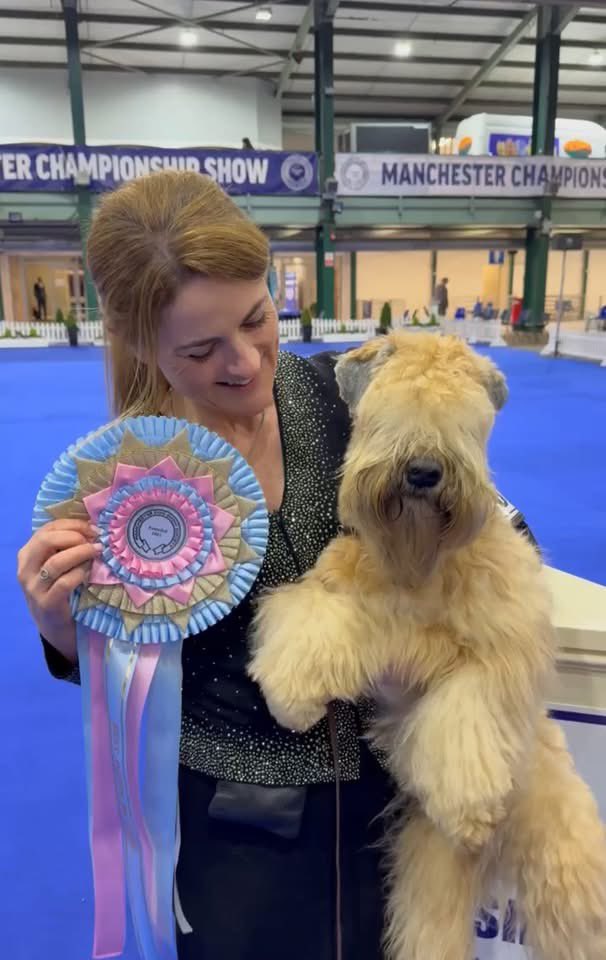 BEST PUPPY SHOW IN SHOW at Manchester Champ Show!  

BPIS Silkcroft Just Like Magic aka Ava is out of Multi Ch Keepsake’s No Jacket Required (Tino) x Ch Silkcroft Wildest Dreams JW (Luna)
 
#wheaten #wheatenterrier #scwt #superkennel #dogsofinstagram @ukplushpuppy