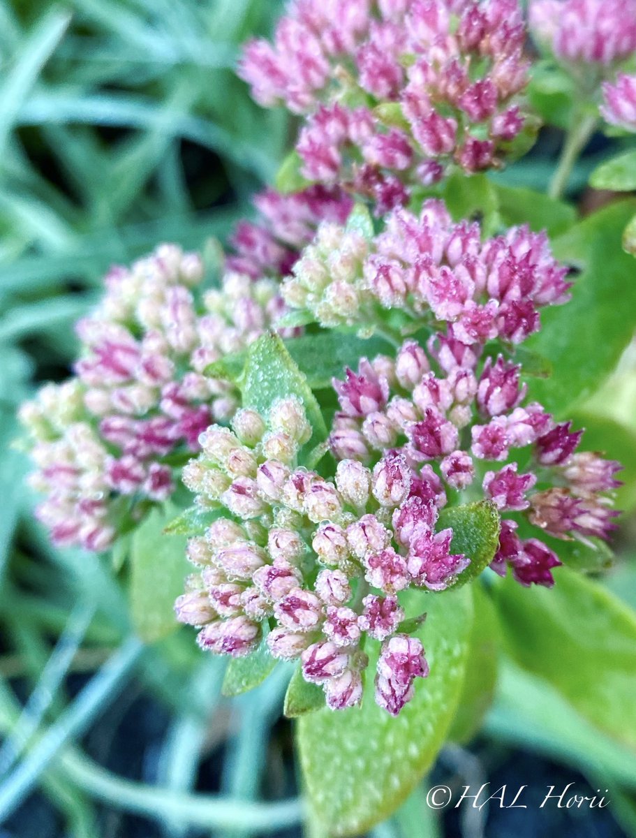 HALHoriiart's tweet image. オオベンケイソウ
#flower #nature
#NaturePhotography
🛑レッドリスト絶滅危惧II類指定の希少な植物🌿