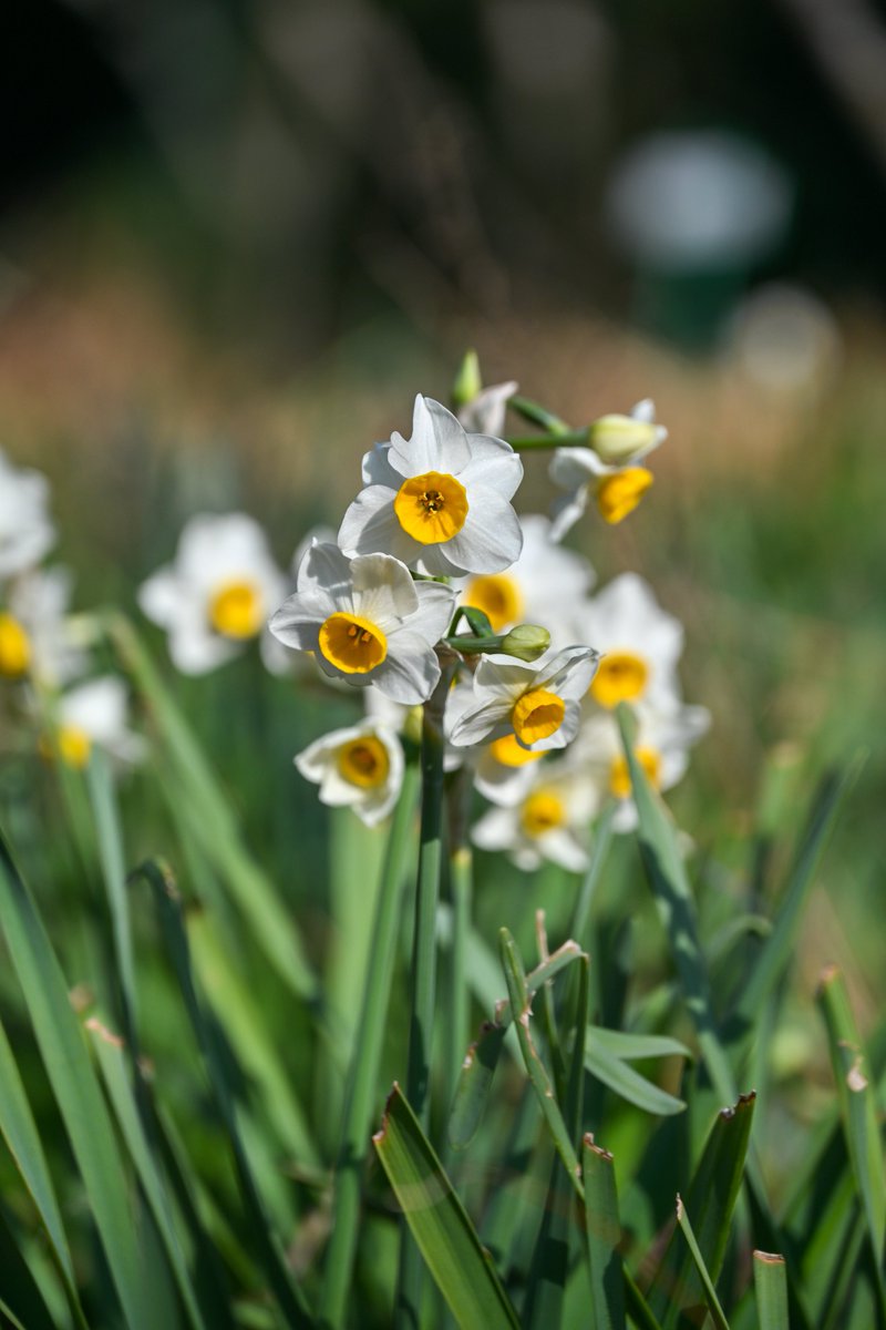 おはようございます( ¨̮ )