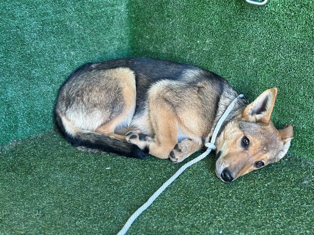 mapleveewesem's tweet image. 💔 🆘️ 💔 Lancaster #California ACC has now given this #GermanShepherd #puppy a name: ALMA. She's now off stray wait &amp;amp; ready for adoption, but she does need to be spayed before she can leave. At 34 lbs at 4 months old, she'll be a big girl. More 🔽 
#A5749200