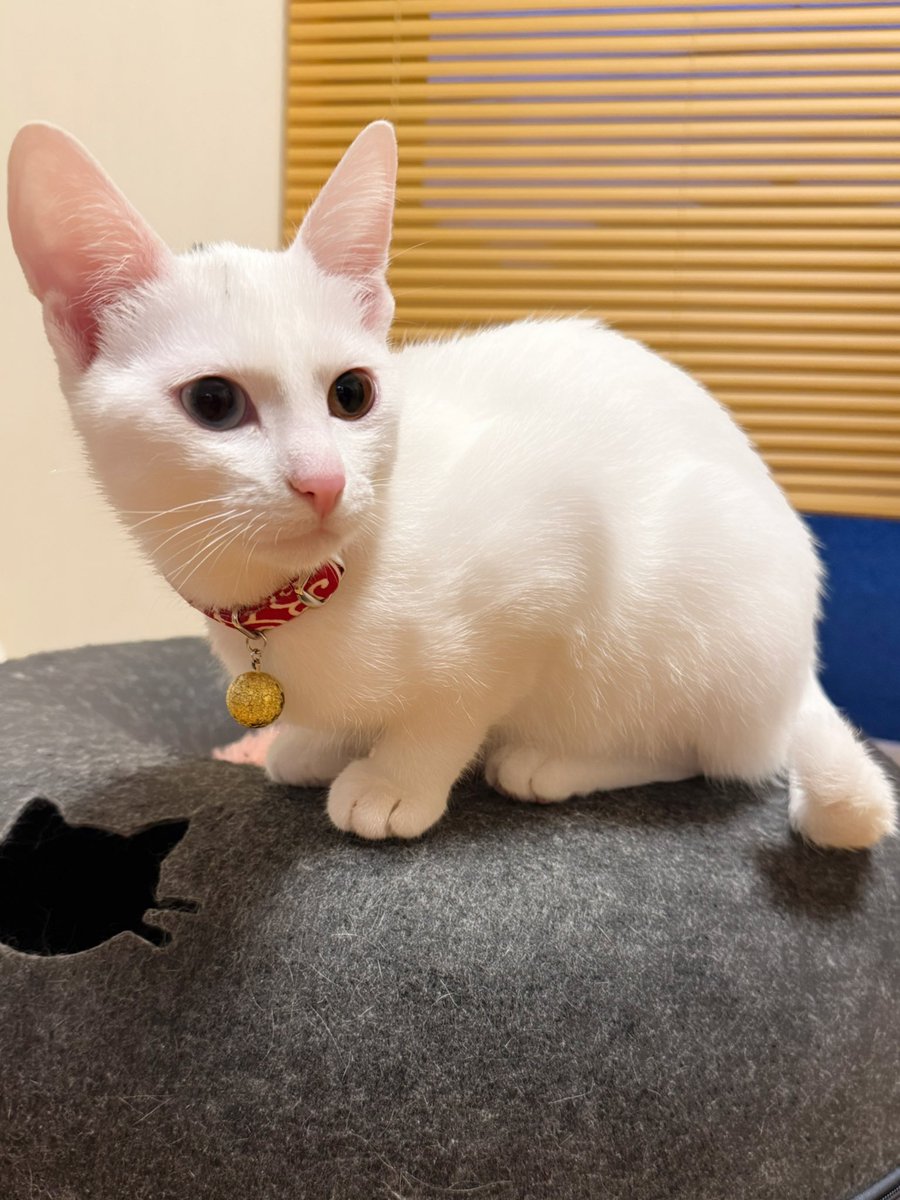 おはようございましゅ麻呂チョコMINT🐱🐱🐱🐱