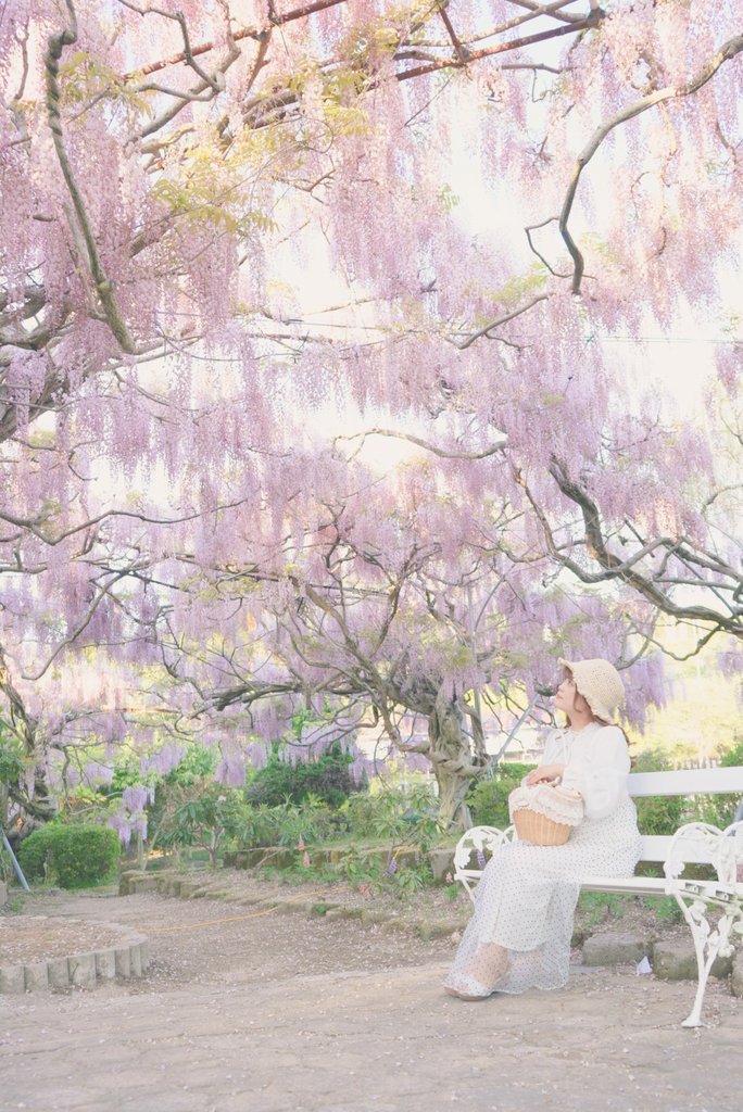 ありんこページ 満開に広がる藤の花✨️ Z6ⅢNIKKOR24-120sf4 #写真撮ってる人と繋がり