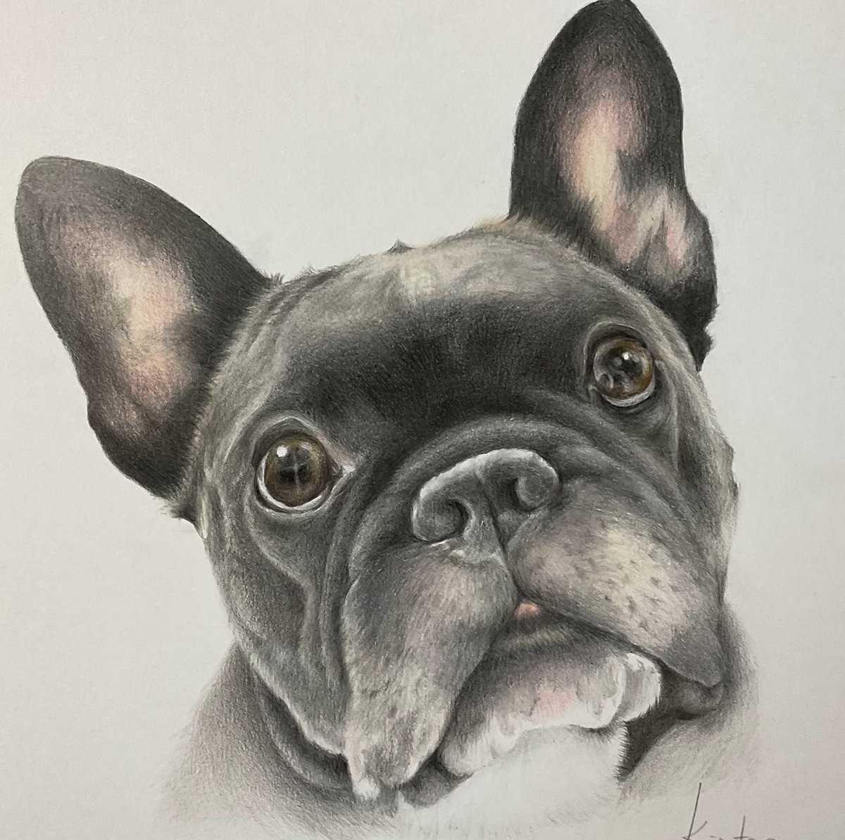 おはよう🖐🏻😊
フレブル ブラックちゃん
お耳ピーン✨

#フレンチブルドッグ #ペット肖像画 #色鉛筆画